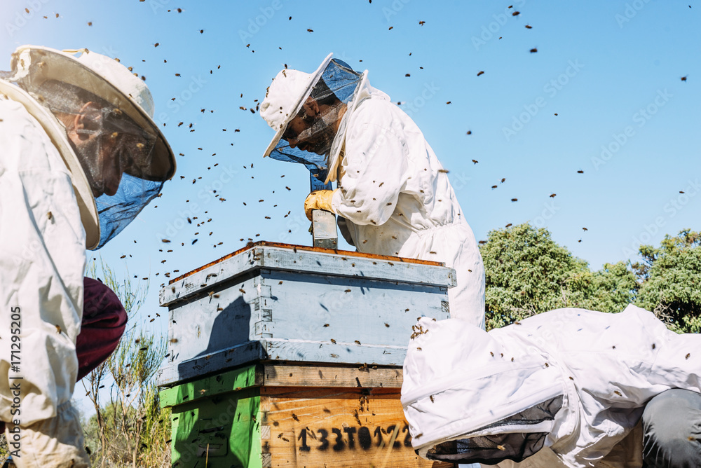 Wall mural Beekeepers working collect honey.