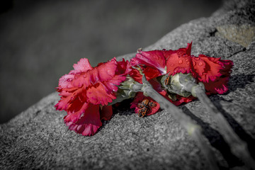 carnations on a stone