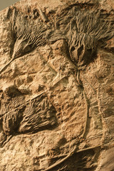 Sea Crinoid fossils.