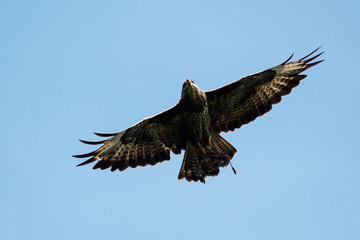 Common Buzzard, Buzzard - bird with prey.