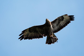 Common Buzzard, Buzzard - bird with prey.