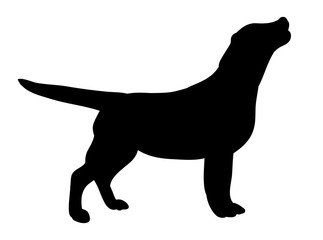 one silhouette of a dog asking