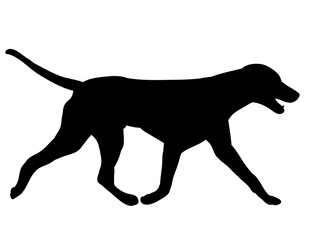 vector, isolated silhouette of a dog is coming