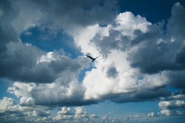 Naklejka na ściany i meble dramatic clouds sky with a bird flying