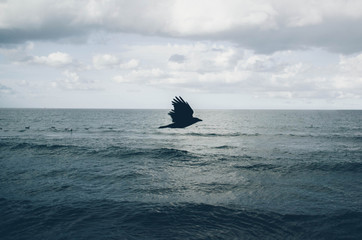 black raven flying above the cloudy day dramatic sea