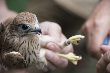 bird ringing - common kestrel (Falco tinnunculus)