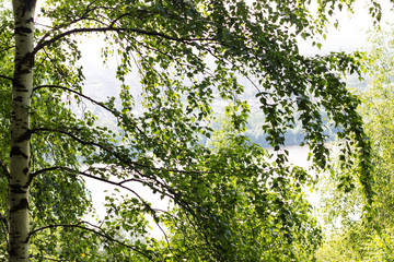  photos of nature.sky background and frame of leaves and branches of trees.