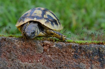 a small turtle in moss
