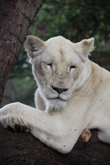 White lioness