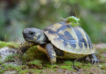 small turtle with a praying mantis on his back