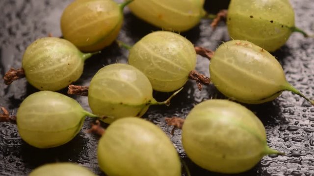 Ribes uva-crispa Stachelbeere Крыжовник обыкновенный Porzeczka agrest video espina Gooseberry Uva spina Grosella espinosa Groseillier &agrave; maquereau 鵝莓 Krusb&auml;r Karviainen Kruisbes Stikkelsb&aelig;r 