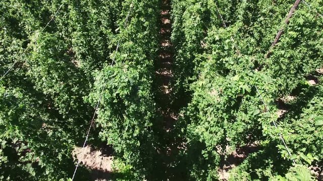 Aerial view of growing hops in a hop garden