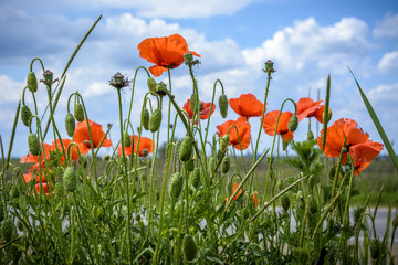 poppy