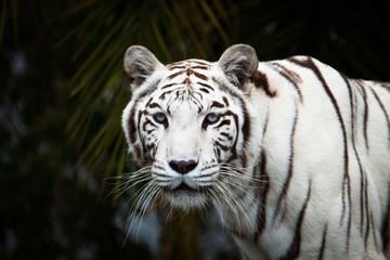 White Bengal Tiger (Panthera Tigris) facing the camera.