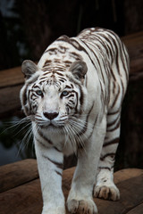 Fototapeta na wymiar White Bengal (Panthera Tigris) look at camera.