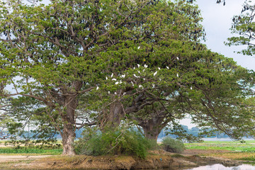 Fototapeta na wymiar Huge rain trees with large flying foxes who hanging in the trees in the small town Tissamaharama, Sri Lanka. The old trees were planted by the British. The lake is from the 3rd century before christ
