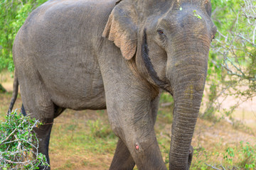 Sri Lankan Elephant in the national park Yala, is the most visited, second largest and oldest protected area in Sri Lanka. Situated in the south east, the national park has a large varied biodiversity