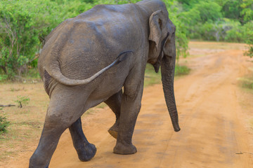 Sri Lankan Elephant in the national park Yala, is the most visited, second largest and oldest...