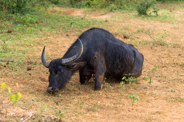 Obraz premium Wild Water Buffalo in the national park Yala, is the most visited, second largest and oldest protected area in Sri Lanka. Situated in the south east, the national park has a large varied biodiversity