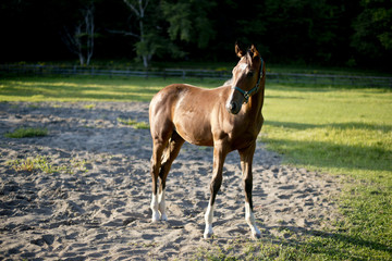 Obraz premium サラブレット