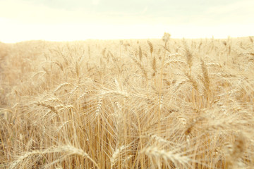 Field with mature yellow wheat. Spikelets of wheat on field.