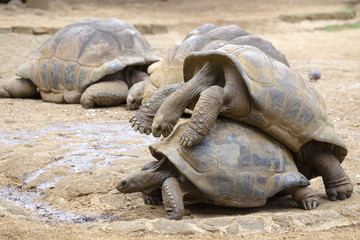 Two giant turtles, dipsochelys gigantea making love in island Mauritius. Copulation is a difficult endeavour for these animals, as the shells make mounting extremely awkward