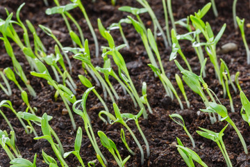 Closeup view of growth green grass