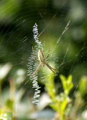 one spider and spider web