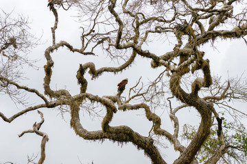 White-bellied sea eagle in the national park Yala, the most visited second largest and oldest protected area in Sri Lanka. Situated in the south east, the national park has a large varied biodiversity