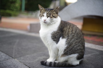 cute lovely street cat