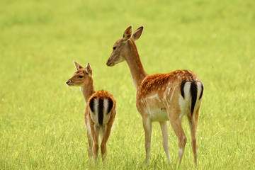 Naklejka na ściany i meble Pair of royal deers, a mother and her kiddling