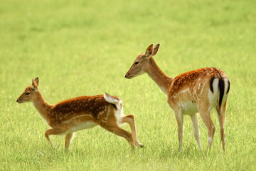 Naklejka na ściany i meble Pair of royal deers, a female and her kid