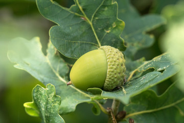 Green acorn or beechnut growing in oak tree