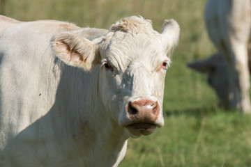 Fototapeta na wymiar Closeup of a white cow