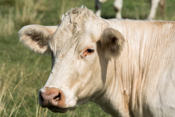 Closeup of a white cow