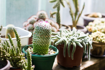 Eingemachte Kaktuspflanzen nahe bei großem Fenster