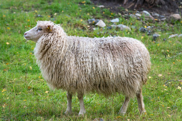 Obraz premium Side view of a white sheep with very long wool