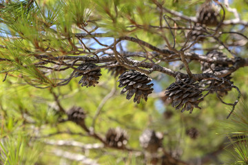 Pinea Cones of conifers Pine tree and cones