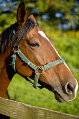 Obraz premium サラブレット