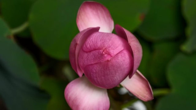 Time lapse opening of a pink lotus flower, from bud to full open