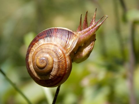 small snail remained on the plant
