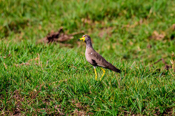 african wattled lapwing foraging