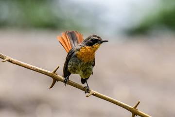 Robin chat perched on a twig