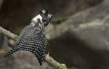 Crested Kingfisher