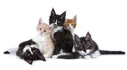 Group of Maine Coon kittens isolated on white background
