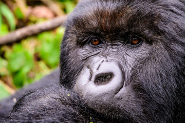 Facial features of a female mountain gorilla