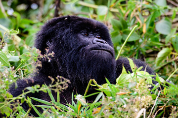 Head shot of a female mountain gorilla