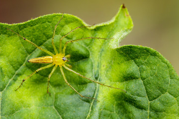 Image of Oxyopidae Spider (Java Lynx Spider / Oxyopes cf. Javanus) on green leaves. Insect Animal
