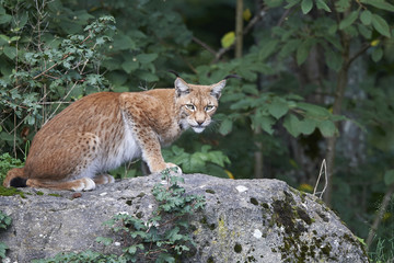 Europ&auml;ischer Luchs Lynx
