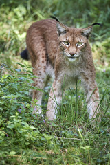 Europäischer Luchs Lynx